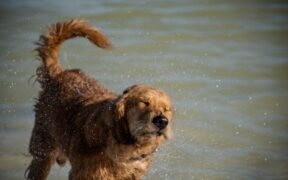 Dog whining before bowel movements digestive discomfort