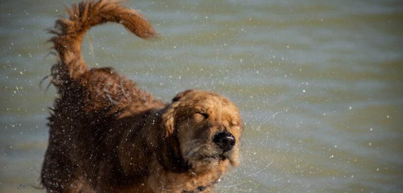 Dog whining before bowel movements digestive discomfort