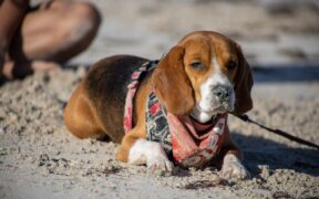 Holiday anxiety in dogs