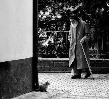 Senior cat anxiety basics