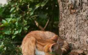 Pet sneezing during sleep