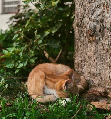 Pet sneezing during sleep