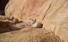 Checking Paws for Small Objects