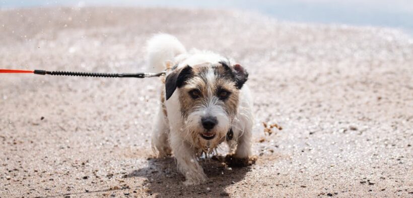 Dog gulping water and vomiting digestive symptom