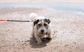 Dog diarrhea with mucus and small amounts of blood