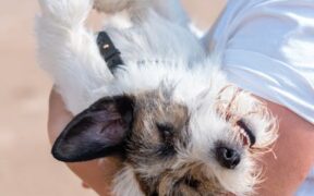 Overstimulation anxiety in puppies