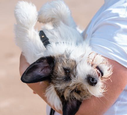 Overstimulation anxiety in puppies