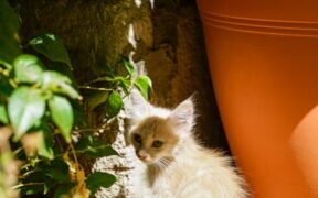 Cat hiding with digestive symptoms signs and concerns