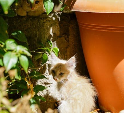 Cat hiding with digestive symptoms signs and concerns