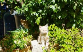 Cats circling then swatting lightly
