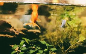 Pet avoiding water due to urinary pain