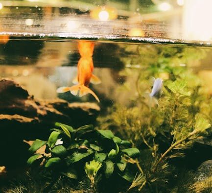 Pet avoiding water due to urinary pain