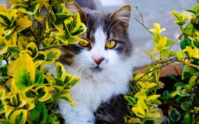 Purring while breathing hard cat