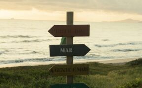 Feeding guide for post vaccination cats