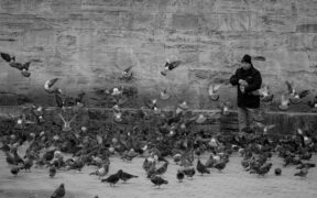 Feeding guide for motion sickness cats