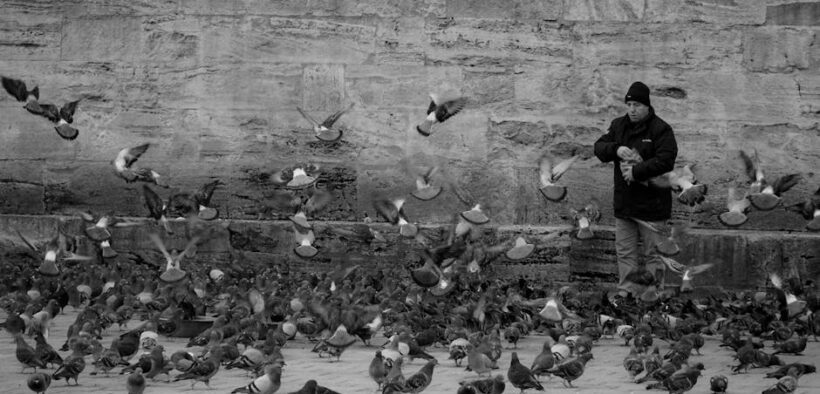 Feeding guide for motion sickness cats