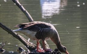 Urine accidents after drinking water