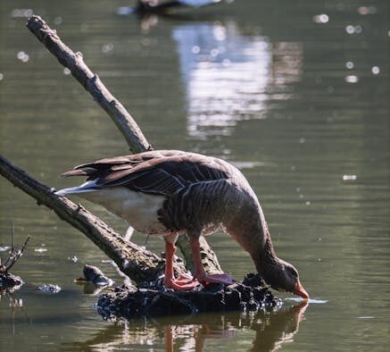 Urine accidents after drinking water