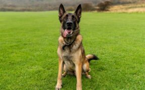 How to phase out lures in dog training