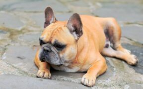 Dog crusted ear margins symptoms and possible causes