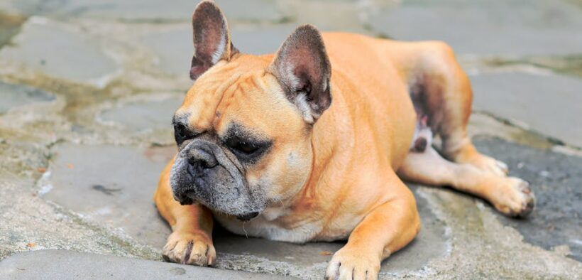 Dog crusted ear margins symptoms and possible causes