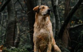 Sudden urinary accidents dog