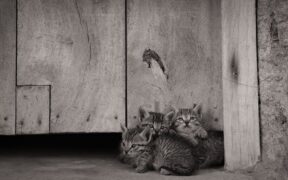 Reluctance to pee pets