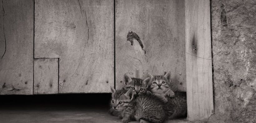 Cats reacting when approached too directly