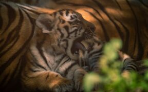 Urination discomfort cat