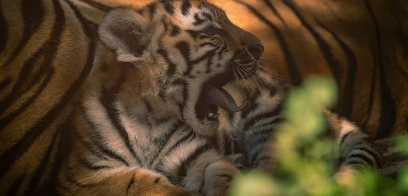 Cat inappropriate urination