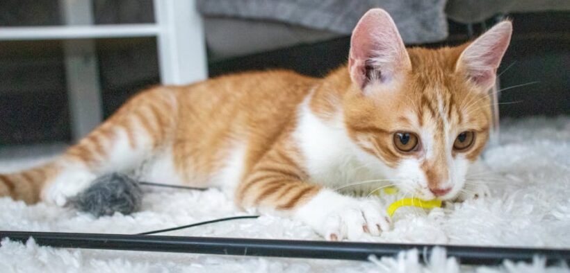 Pet swallowed something