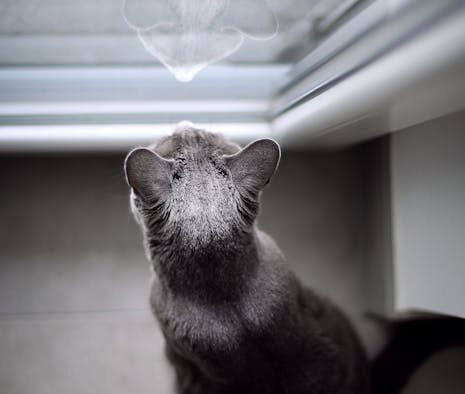 Do indoor cats still need vaccines understanding exposure