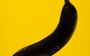 Rotten food poisoning dogs