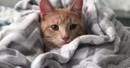 How to recognize shelter parasites in cats and early warning signs at home