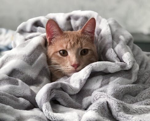 How to recognize shelter parasites in cats and early warning signs at home