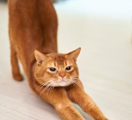 Exercise-induced cough cat