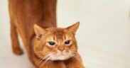 Pet dental routine ideas for cats