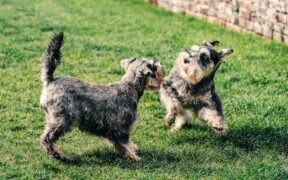 Salt poisoning in dogs