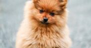Vaccination recommendations for small breed dogs overview