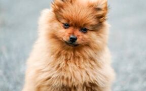 Dog small crusts near eyes skin symptoms and concerns