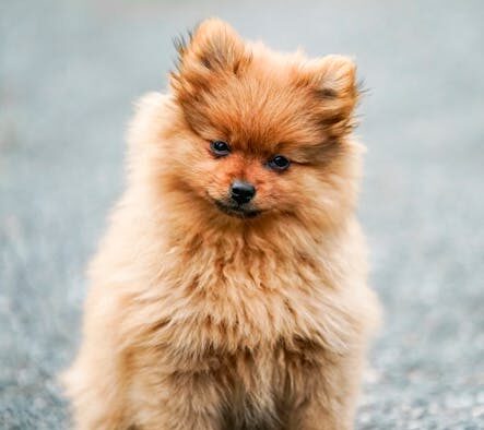 Hip and joint supplements for small breed dogs