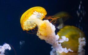 Dangerous fish bones for cats