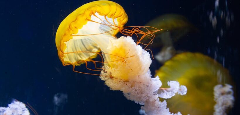 Dangerous fish bones for cats