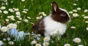 Toxic Easter foods pets