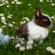 Toxic Easter foods pets