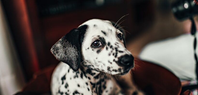 Hot spots in dogs symptoms what they look like and concerns