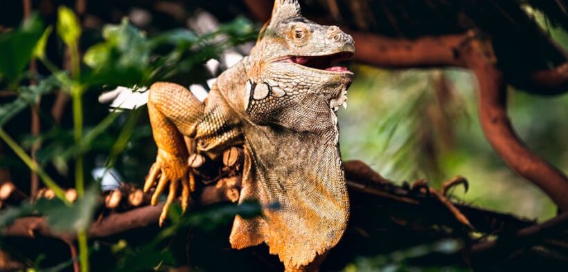 Dog scaly elbows dry skin symptoms and monitoring