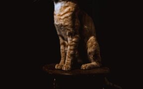 Cat passing small hard stools signs and possible reasons