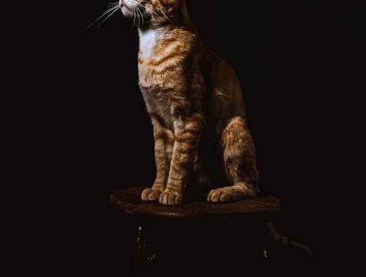 Cat passing small hard stools signs and possible reasons