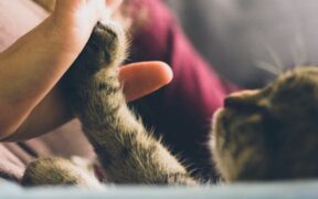 Supplements for paw pad health in cats